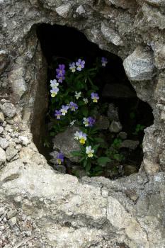 Wildflowers at Thracian Ruins